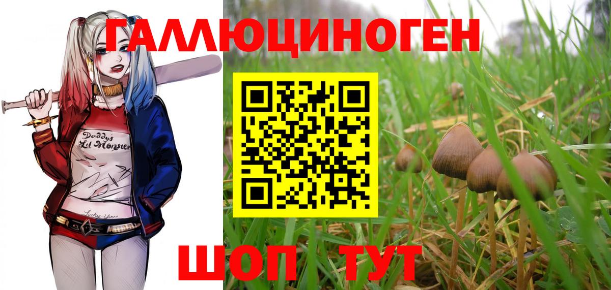 Галлюциногенные грибы Psilocybine cubensis Ликино-Дулёво